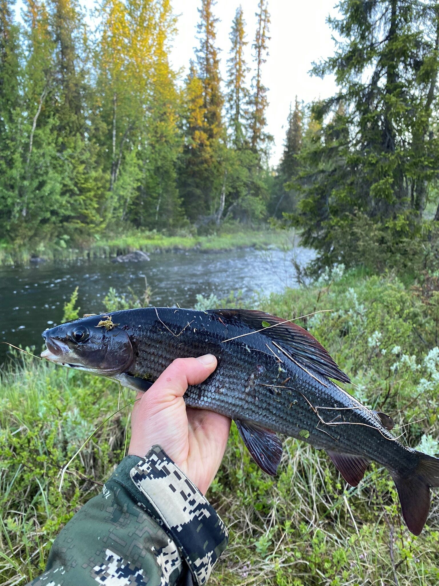 Una persona tiene un pesce lungo un fiume, sullo sfondo alberi.