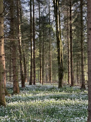 Miscellaneous - The Retreat - close to Longleat, Bath, Frome, Stourhead, Stonehenge (Warminster)