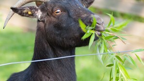 Eine schwarze Ziege mit gebogenen Hörnern, die grüne Blätter frisst.