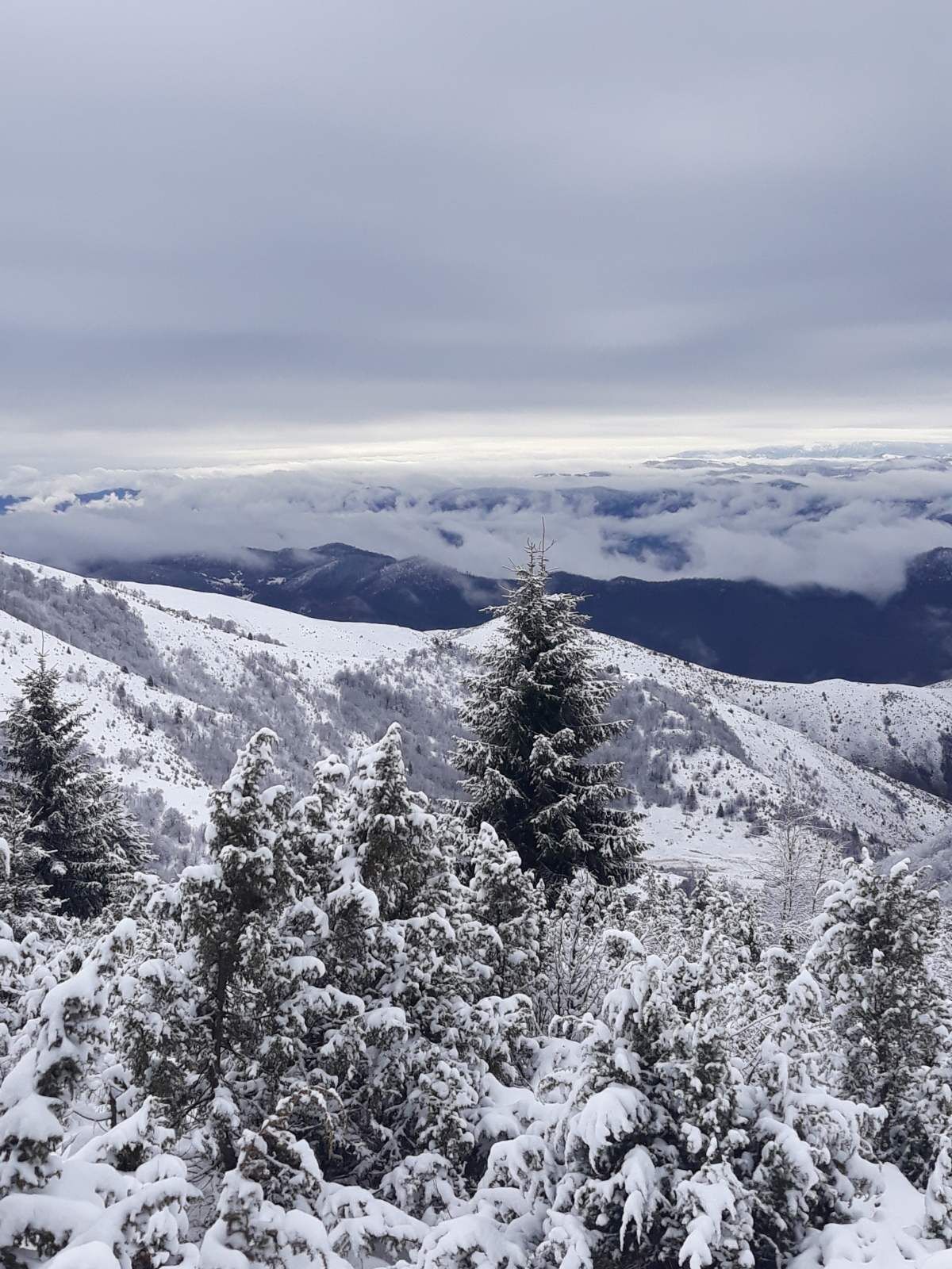 A snowy mountain landscape with dense coniferous trees and a clear view of distant mountains.