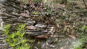 A natural stone water feature surrounded by greenery.