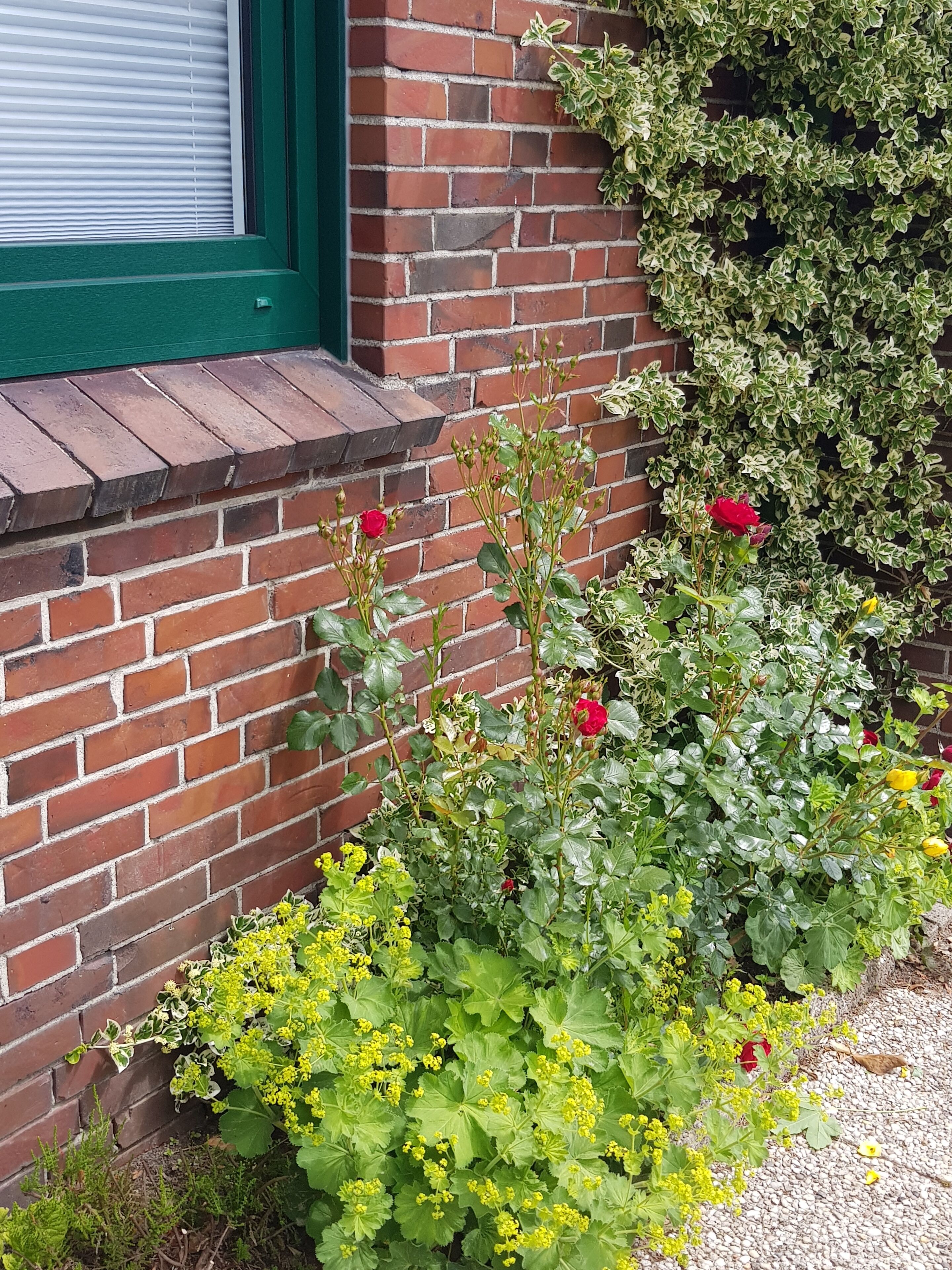 Een bakstenen gebouw met een groen raamkozijn, een klein portaal en een tuin vol rode en gele bloemen.