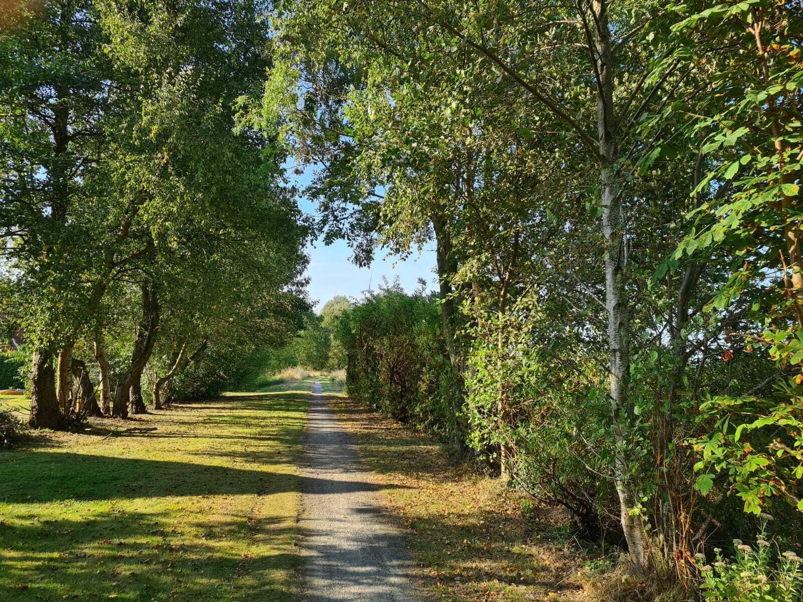 Ein von Bäumen gesäumter Weg in einem Park.