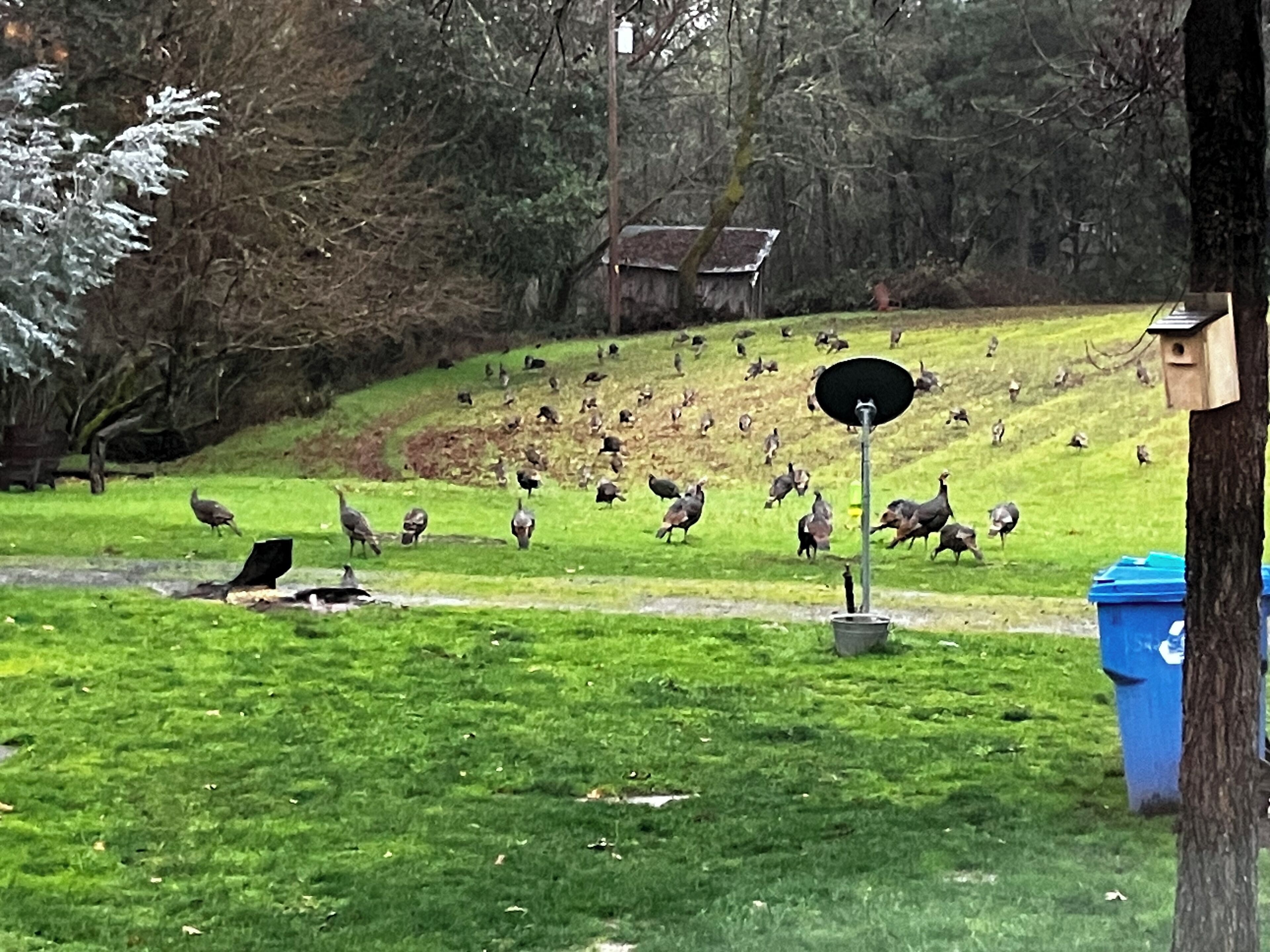 Un parc où l’on peut observer de nombreux oiseaux, avec une mangeoire et une poubelle bleue.