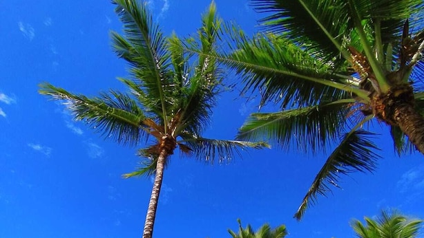 A tropical setting with palm trees and a view of the ocean. - POUSADA PEDRA DO NEGRO (Porto Seguro)