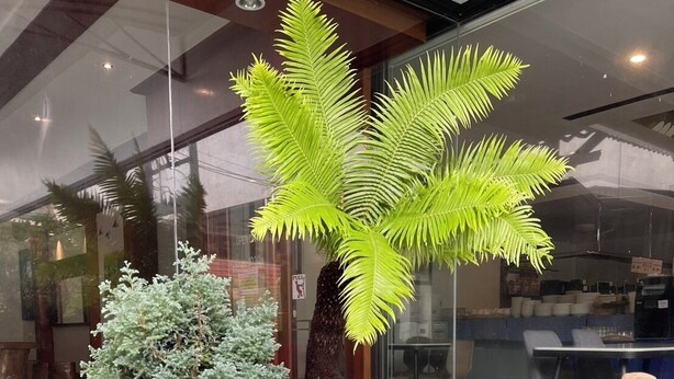 Arranjo de plantas em vasos, com diversas folhagens, incluindo uma planta semelhante a palmeira, uma conífera e um pequeno arbusto, com um edifício de grandes janelas ao fundo.