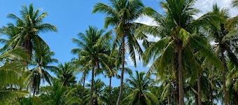 Whole Resort