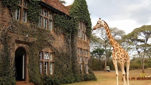 Une girafe se tient devant un bâtiment dont les murs sont recouverts de lierre et qui possède de nombreuses fenêtres.