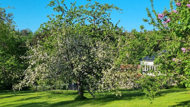 Un jardín con árboles en flor y una casa al fondo.