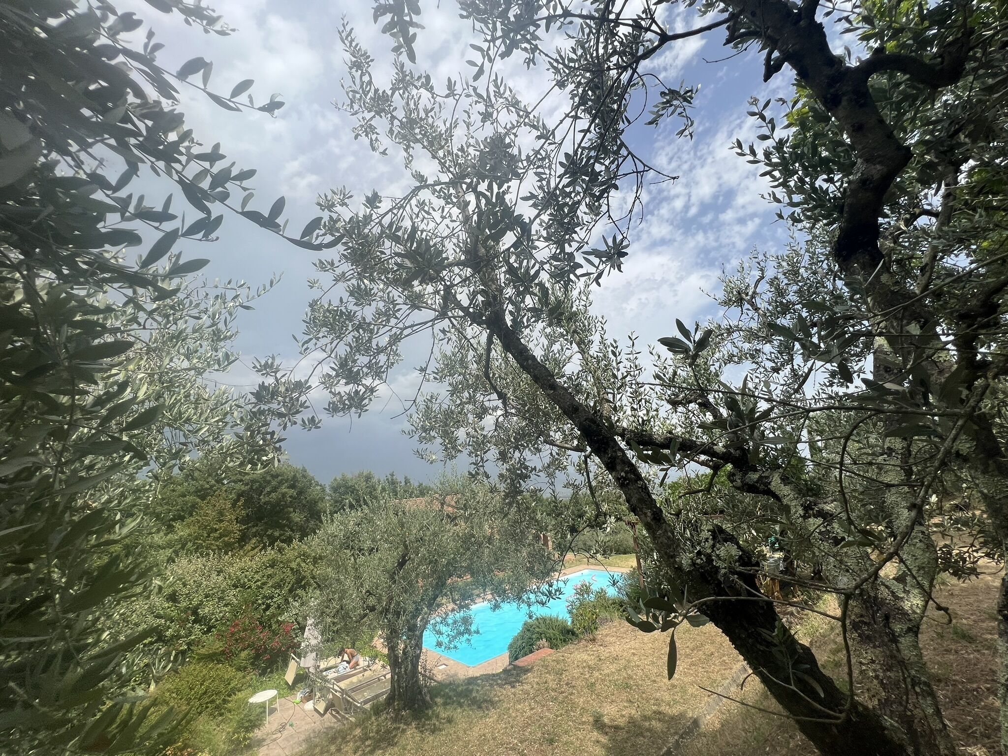 A view of a swimming pool surrounded by trees and greenery.