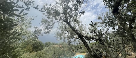 حمام سباحة