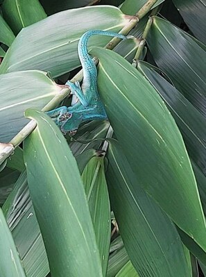 Miscellaneous - Quiet T3 house surrounded by nature (Sainte-Marie)