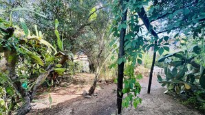 A garden area with a dirt path, various plants, and a small tree. - Trilocale in Centro con Giardino (San Teodoro)