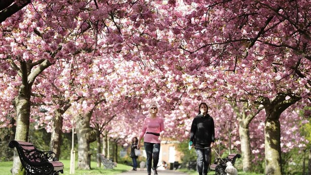 A pathway lined with cherry blossom trees, a bench, and people walking.