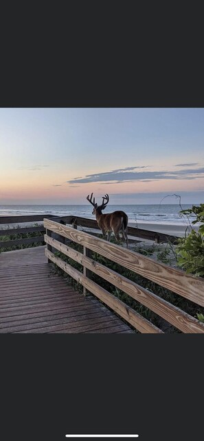 A deer standing on a wooden boardwalk overlooking a beach at sunset.