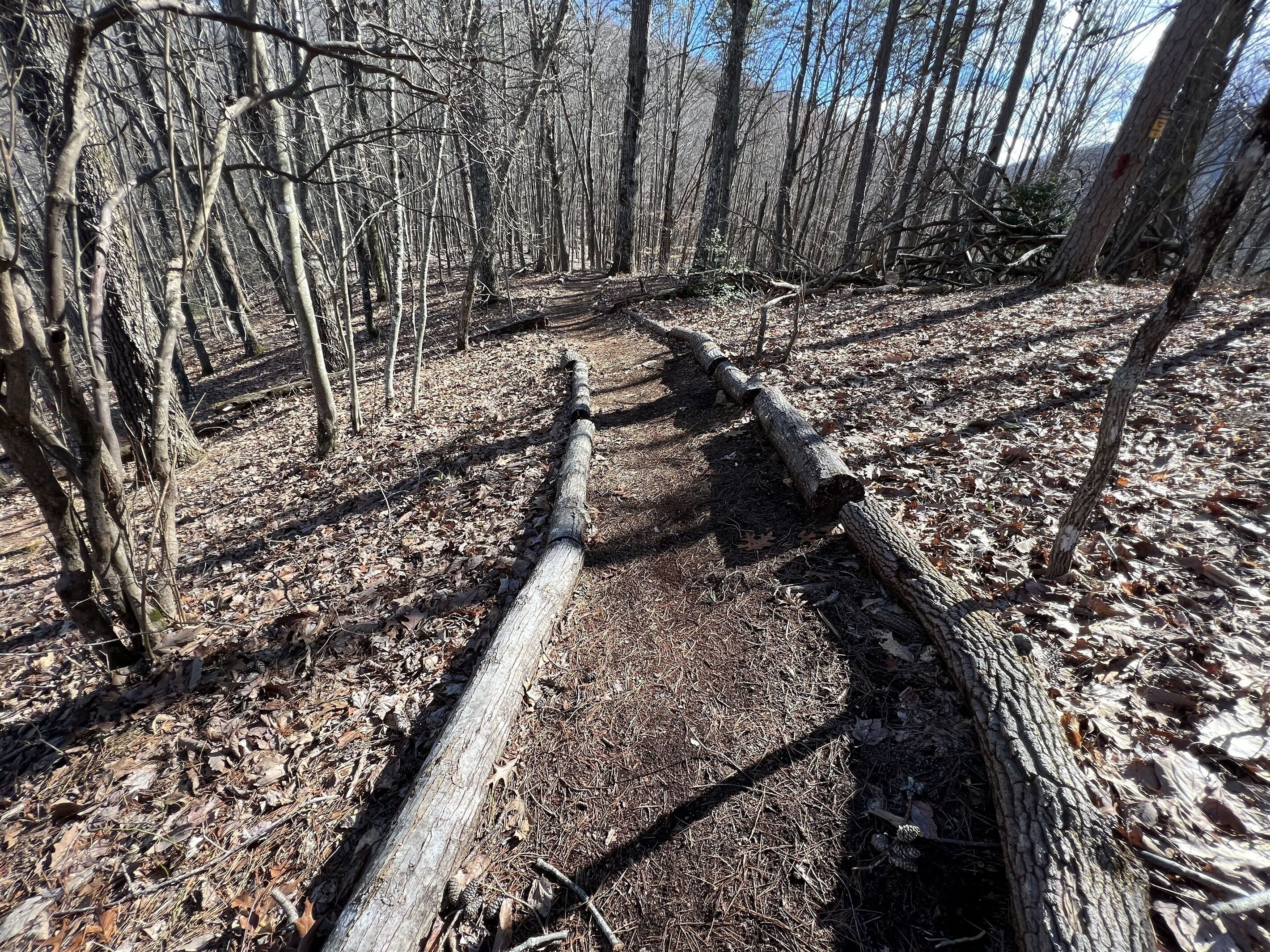 A forested area with fallen trees and a clear path.