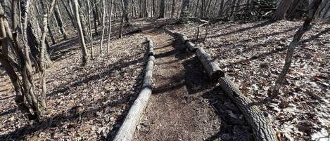 A forested area with fallen trees and a clear path.