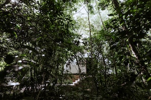 A staircase surrounded by dense foliage. - Glass 20.87 (Leona Vicario)