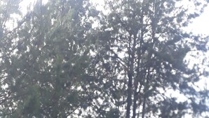 Un área boscosa con árboles altos y un campo cubierto de hierba.
