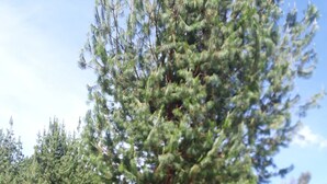 Una cabaña con una terraza de madera y un gran árbol en primer plano.
