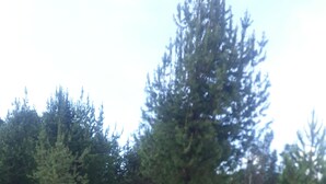 Una cabaña con terraza de madera y escaleras, rodeada por un campo cubierto de césped y altos árboles.