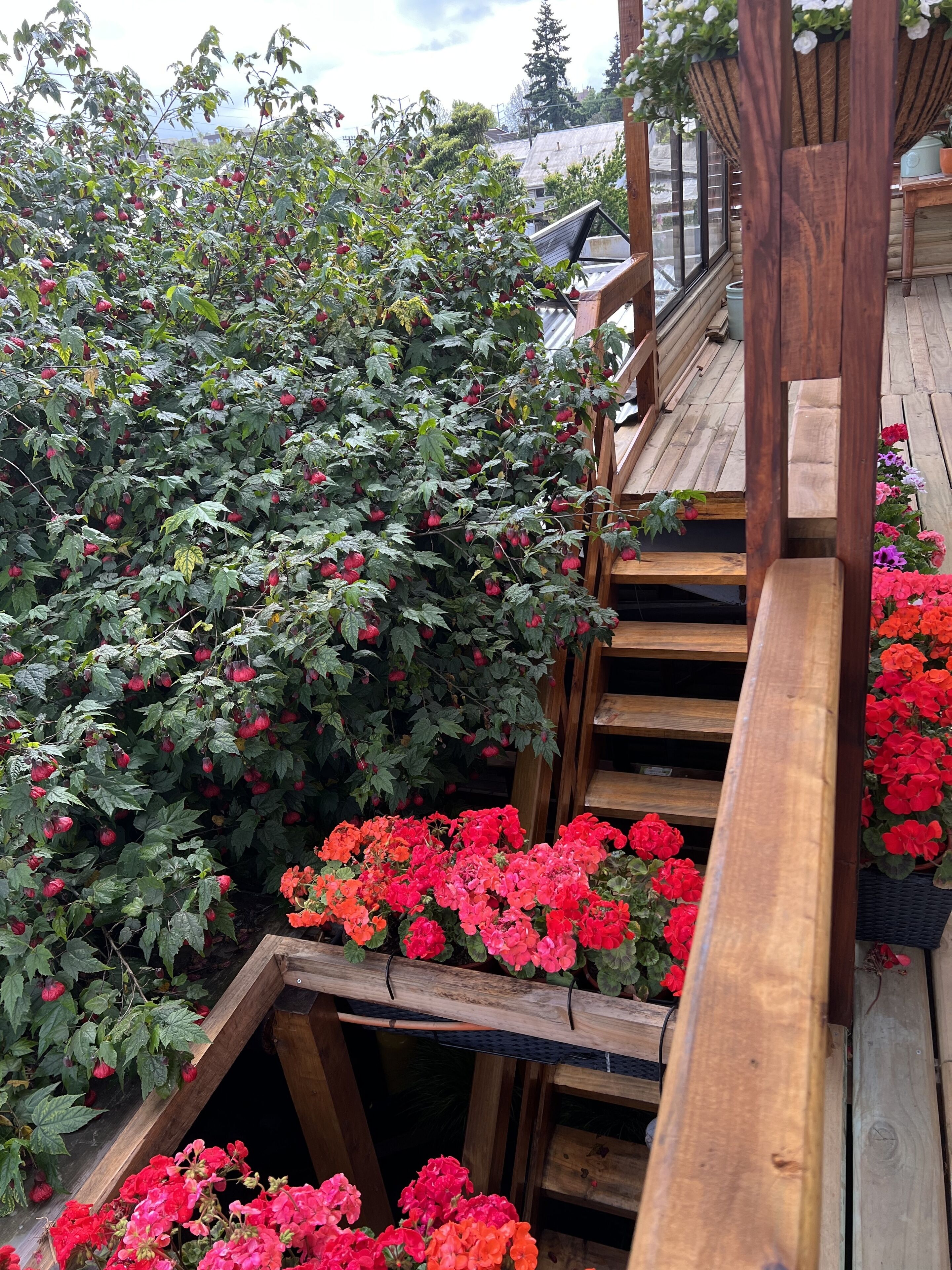 Basic Single Room | Terrace/patio