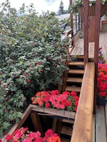 Basic Single Room | Terrace/patio