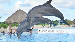 A dolphin jumping out of the water in a pool with a thatched-roof structure in the background.