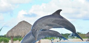 A dolphin jumping out of the water in a pool with a thatched-roof structure in the background.