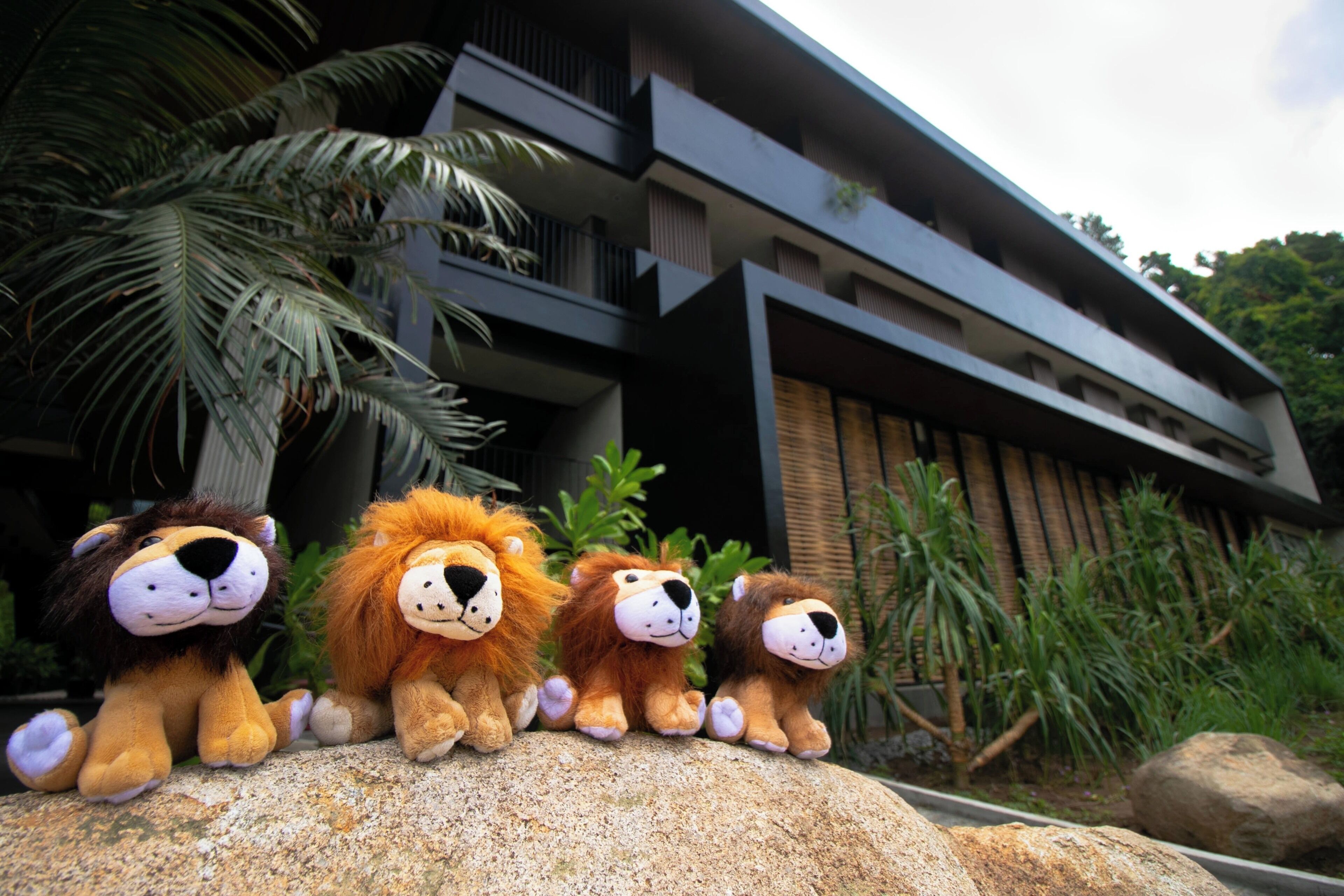 Photo - The Funny Lion - El Nido