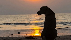 A silhouette of a dog on a beach at sunset. - A Fantastic Location
"Just a short walk down the footpath opposite to the Beach" (Snells Beach)
