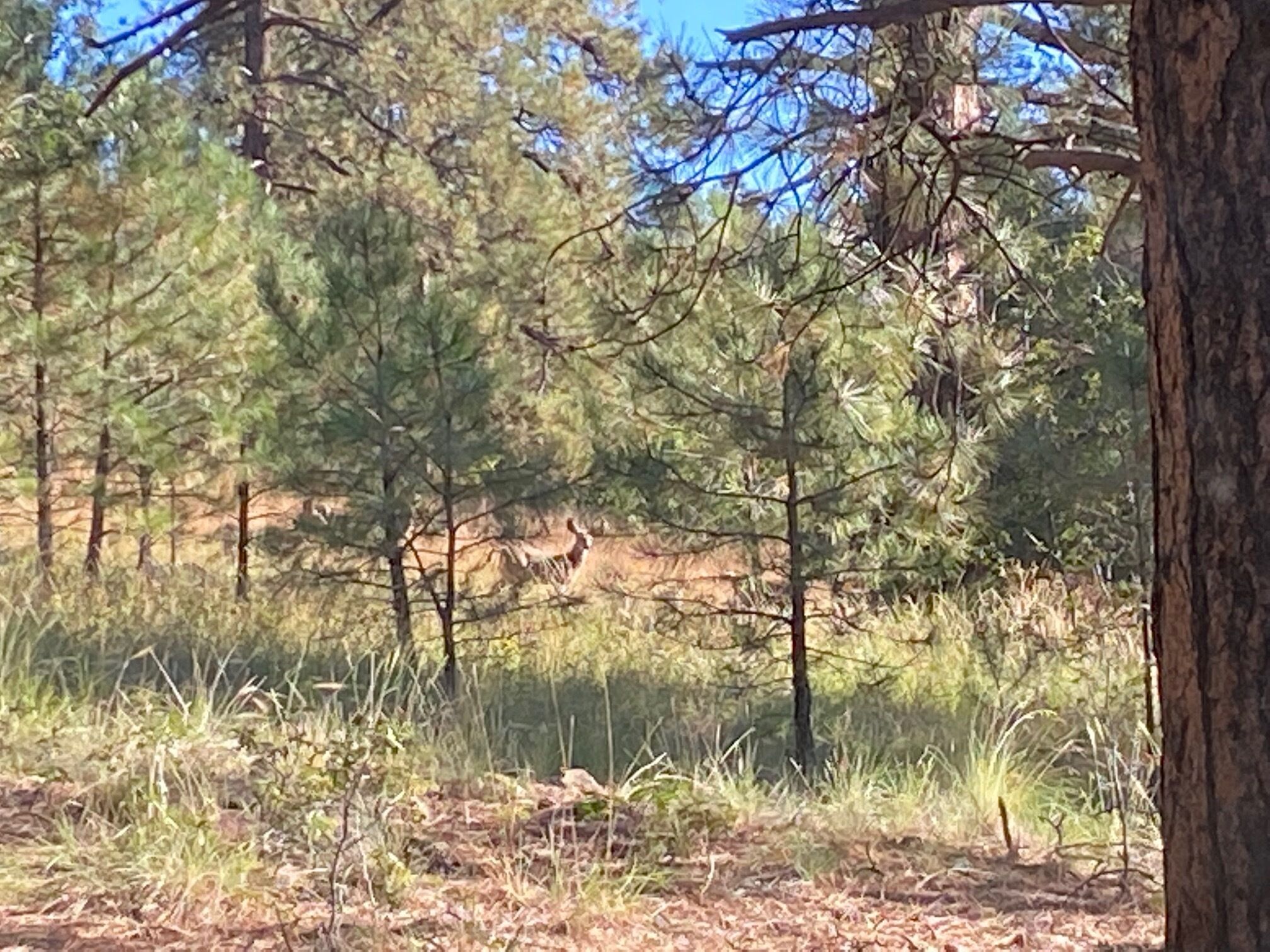 A forested area with tall pine trees and a rocky hillside in the background.
