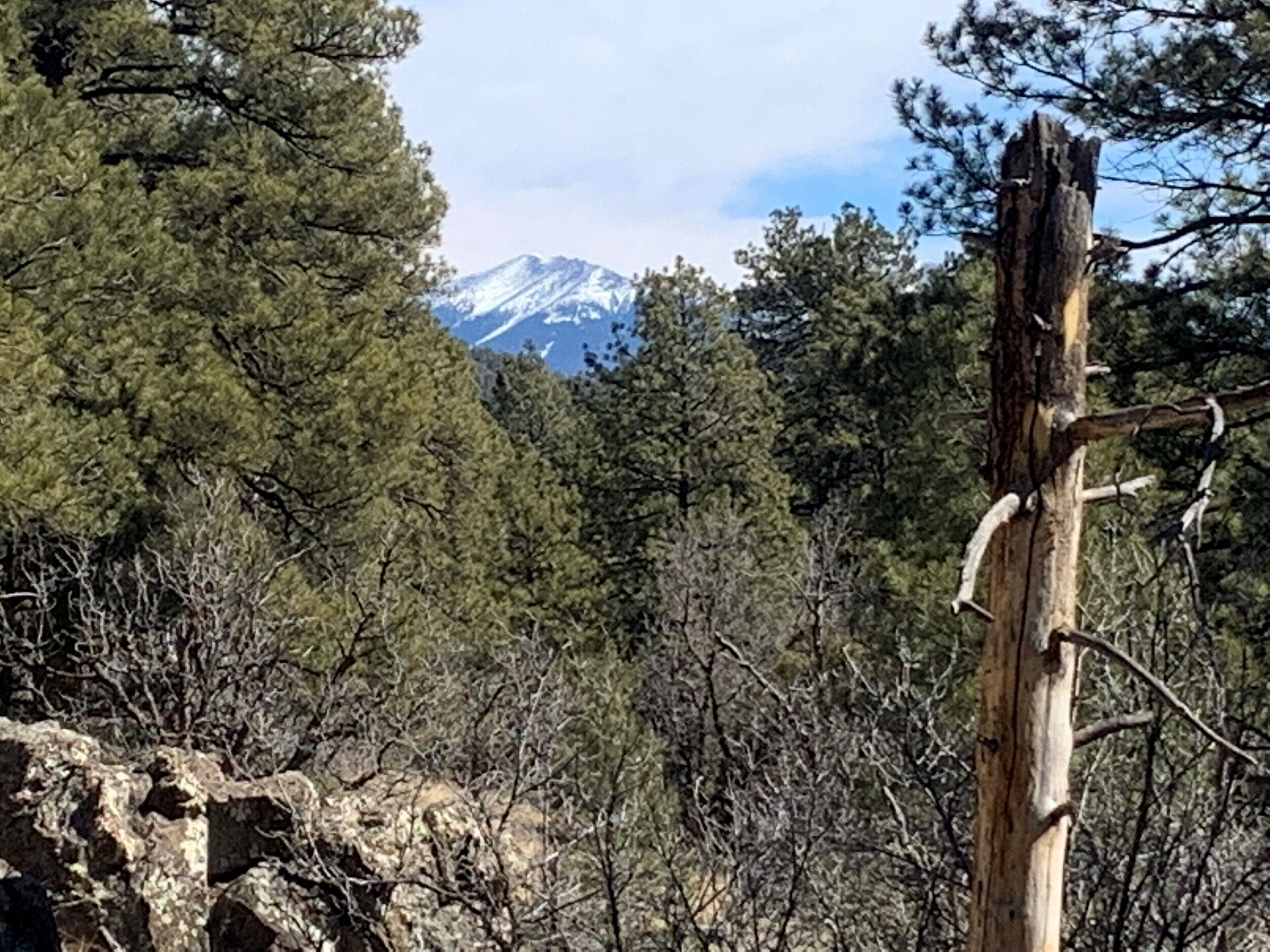 A wooden post in a forested area with a mountain in the background.