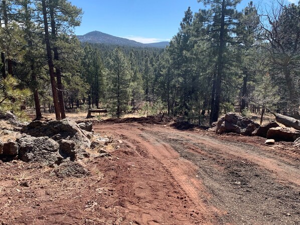 A dirt road winding through a forest with tall pine trees and a mountain in the background. - Back in Time Retreat (Parks)