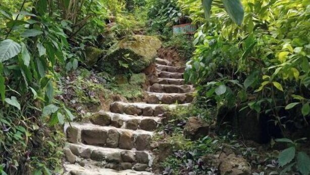 A stone staircase surrounded by lush greenery and tropical plants. - Berkey's Jungle Paradise (Roseau)