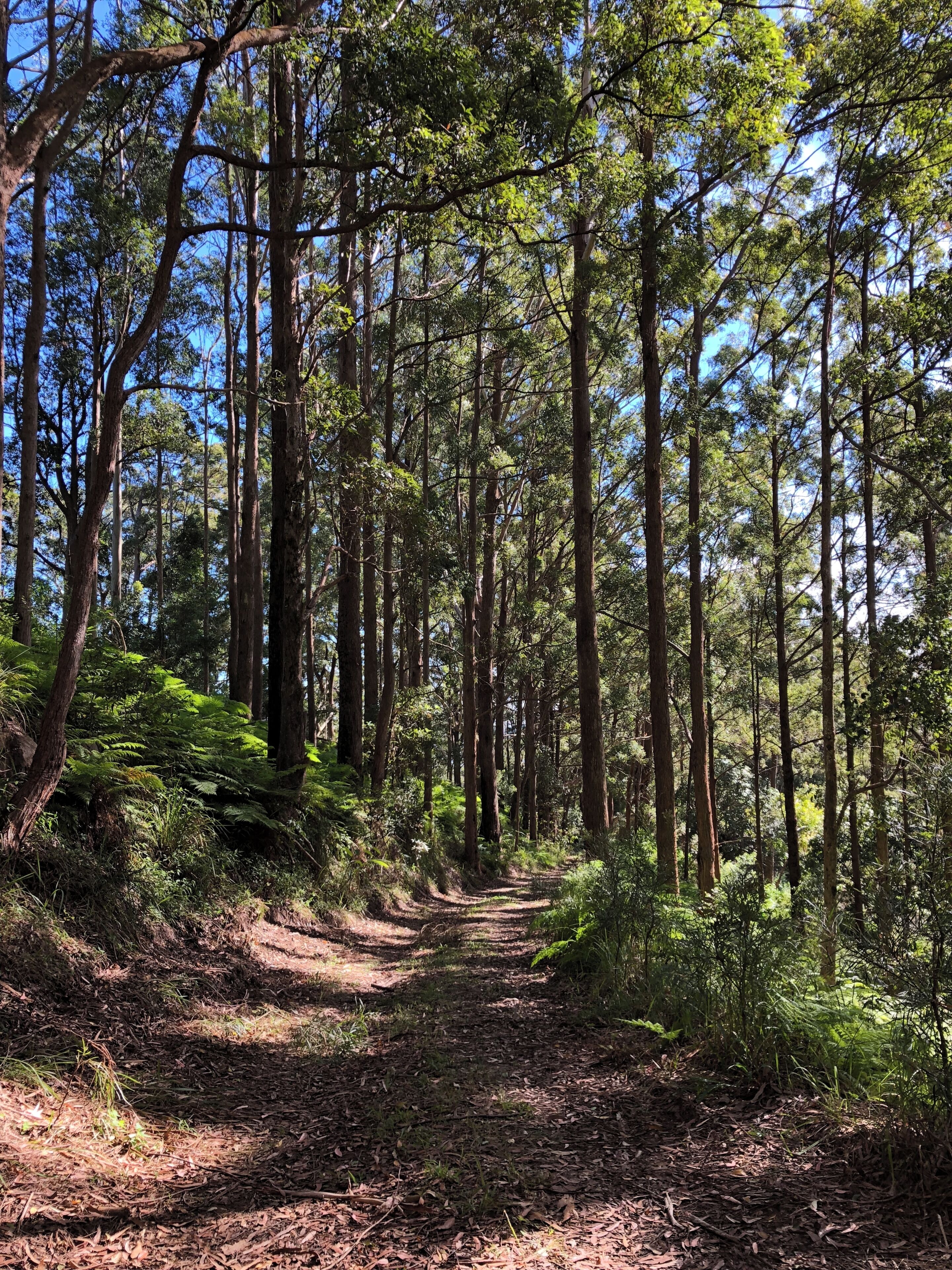 A forested path with tall trees and ferns.