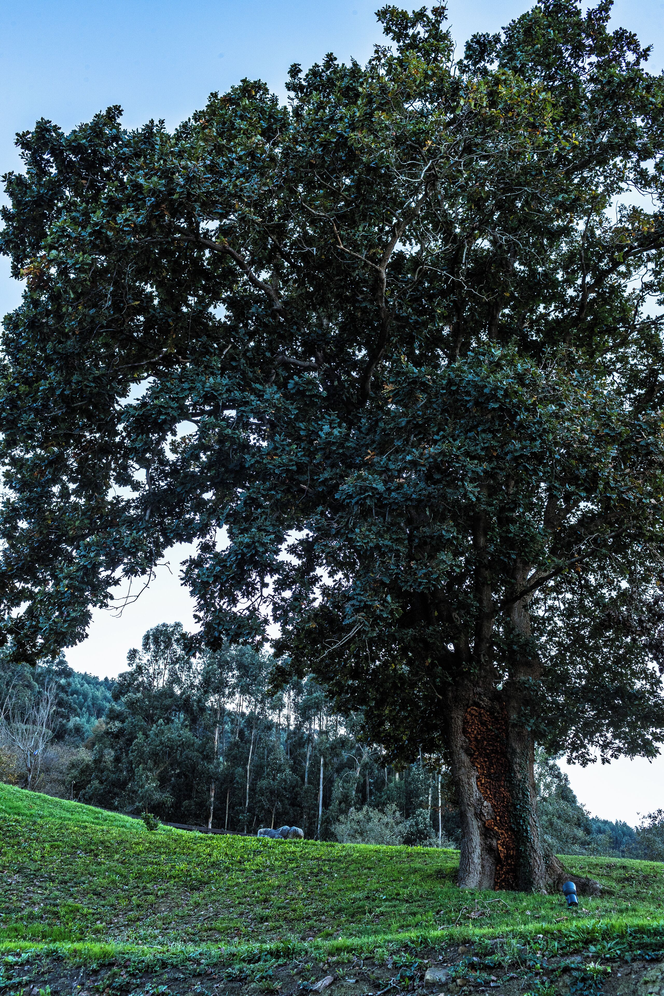 Foto - Hotel Pico Velasco