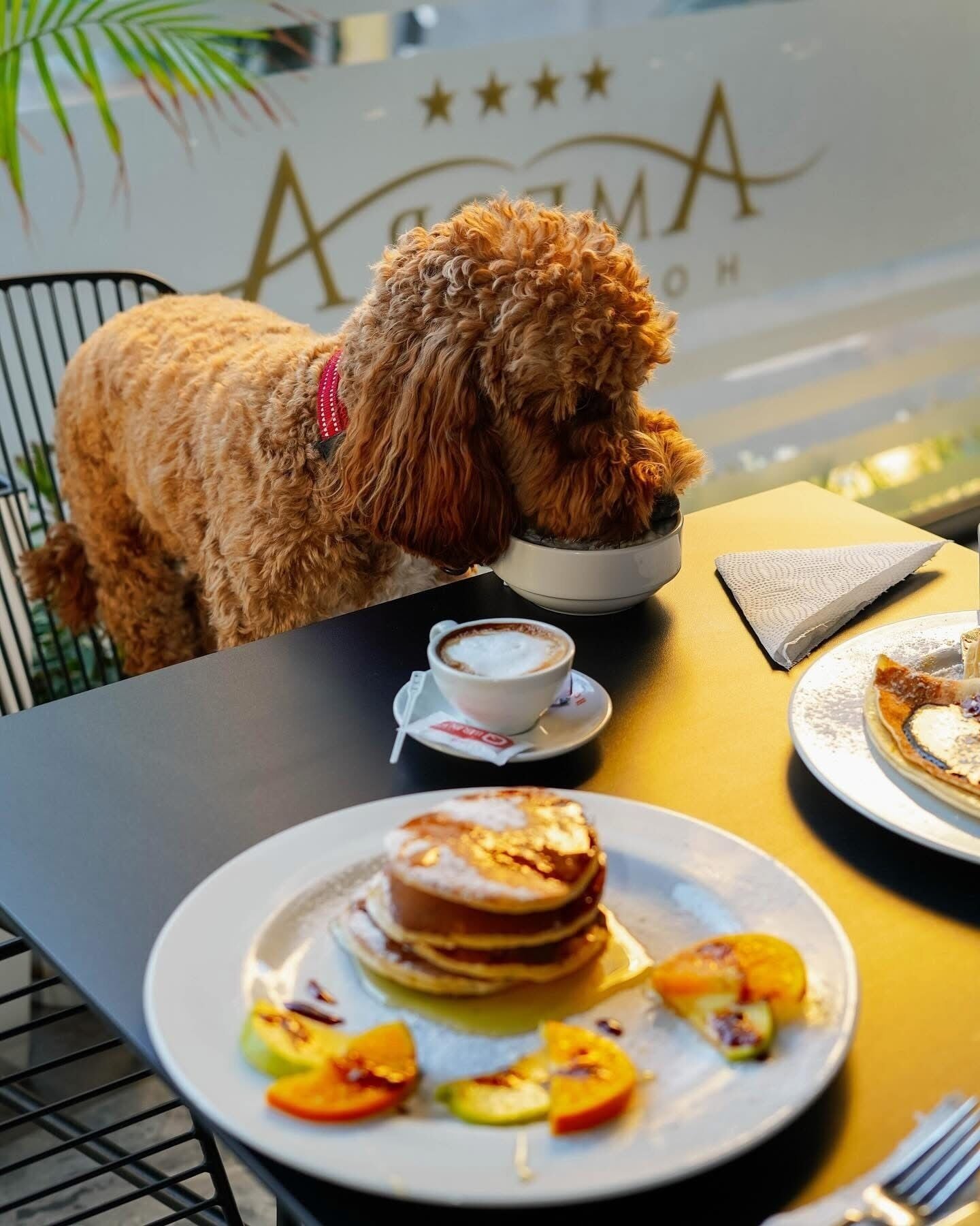Un chien est assis à une table devant une tasse de café et une assiette de crêpes garnies de fruits.