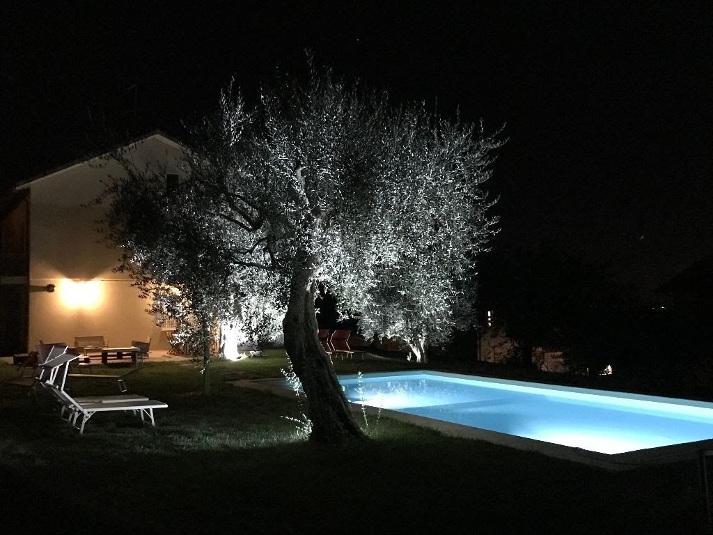 A swimming pool at night with a tree illuminated by lights.