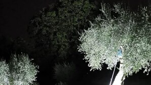A nighttime view of a swimming pool with trees illuminated by artificial lights.