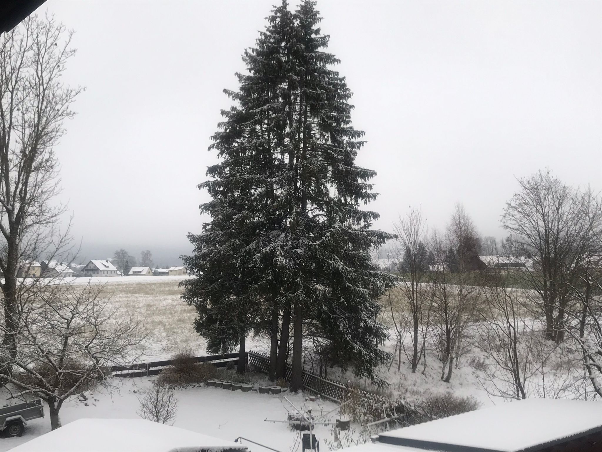 A snow-covered landscape with a large evergreen tree in the foreground and houses in the background.