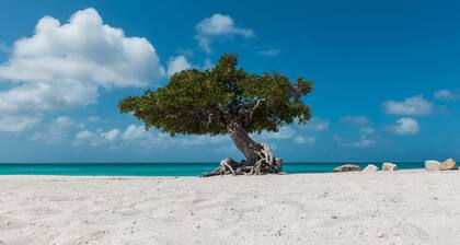 1 min. walk to Eagle Beach * Pool * BBQ area