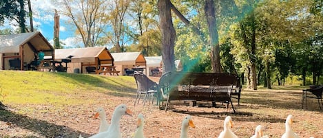 Un área al aire libre rústica con cabañas de madera, un césped y un grupo de patos blancos en el suelo.
