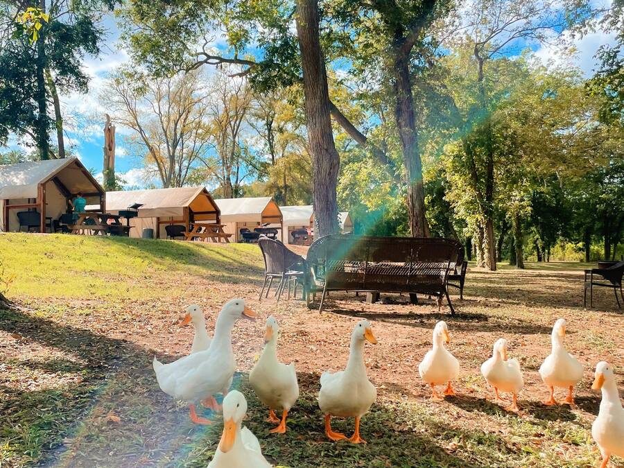 Un espace extérieur rustique comprenant des cabanes en bois, une pelouse verdoyante et un groupe de canards blancs qui se promènent.