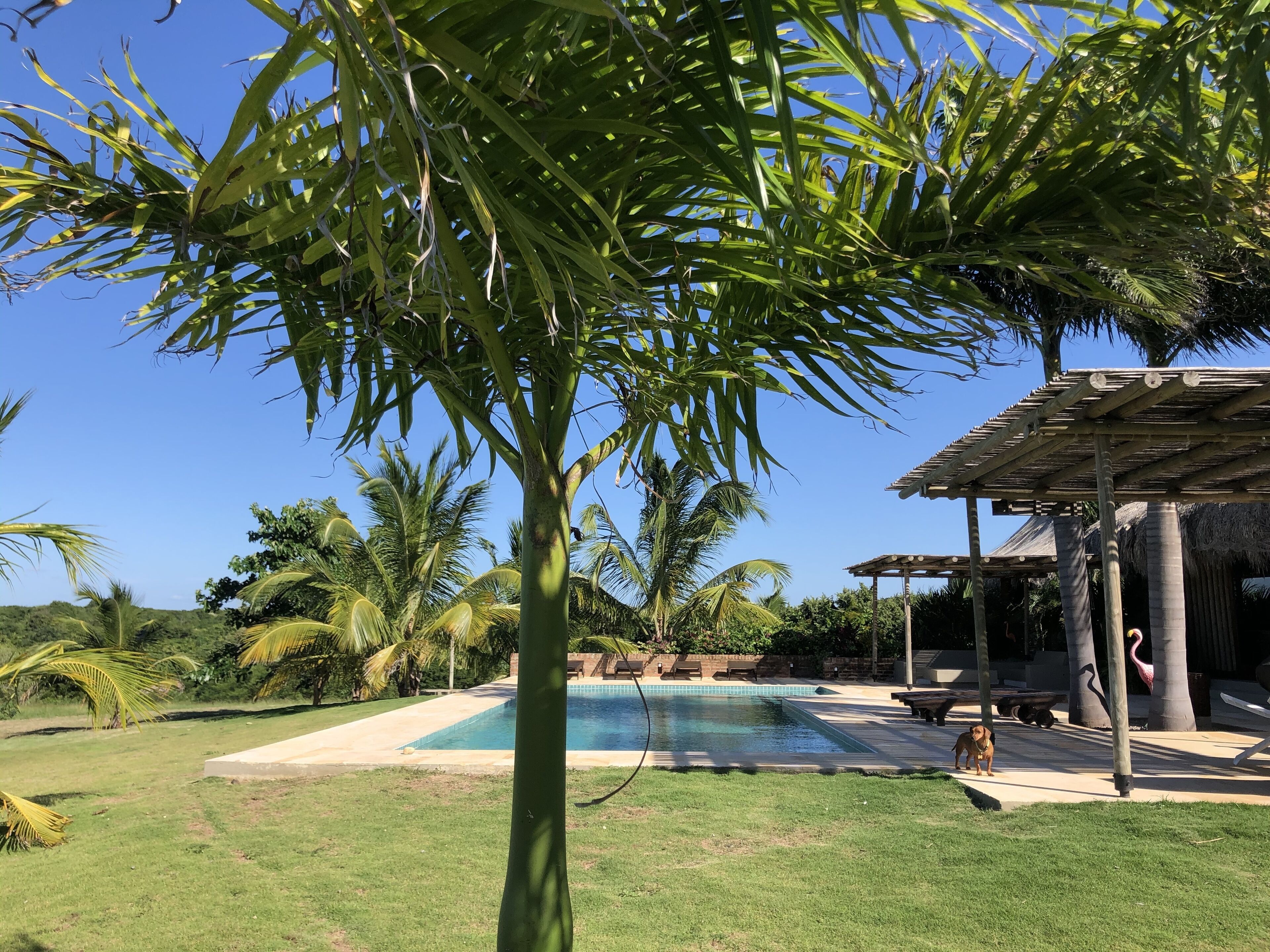 Ein Poolbereich mit einer Pergola, Palmen und einem Hund.