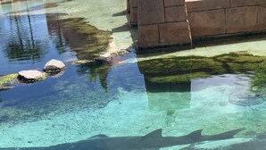 A clear pool with visible underwater rocks and a shark swimming. - Luxurious Atlantis Harborside resort beauty 3 bedroom deluxe Villa (Nassau)