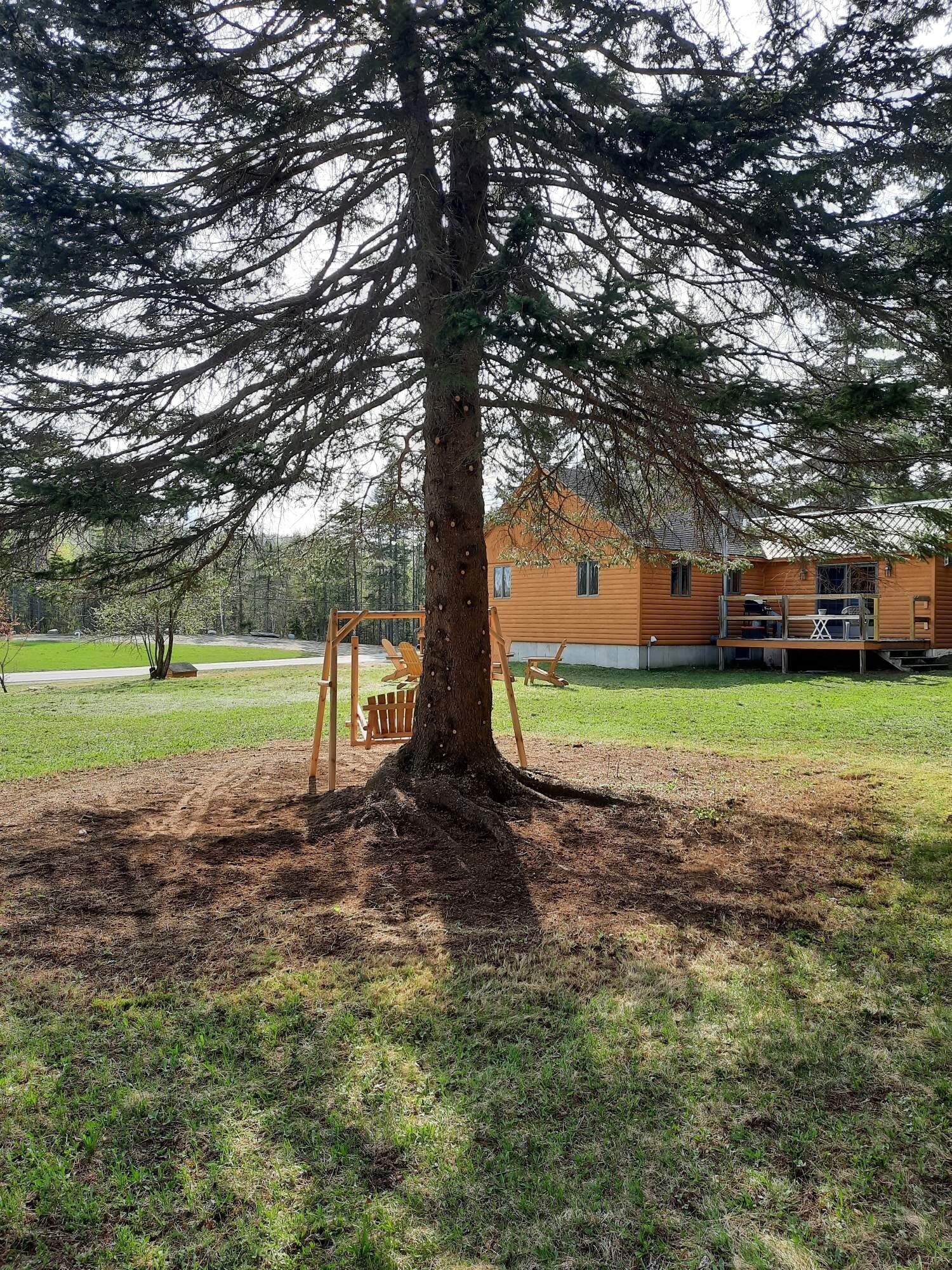A large tree in a grassy area with a swing set and a wooden building in the background.