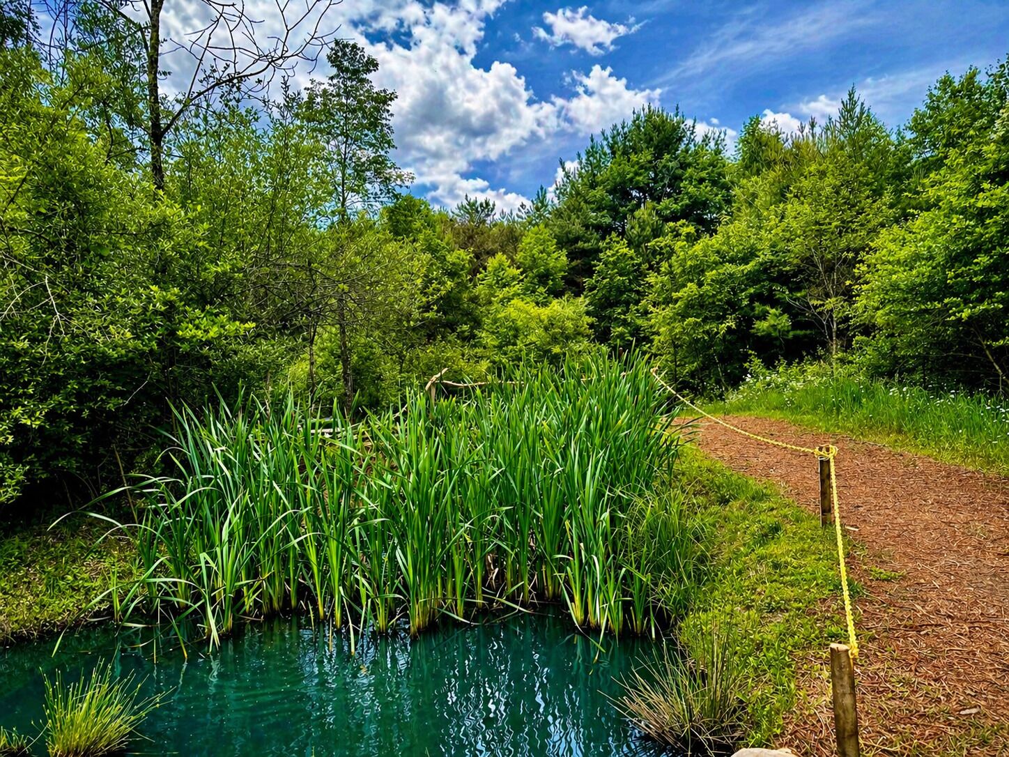 A natural landscape with a pond, dense greenery, and a dirt path.