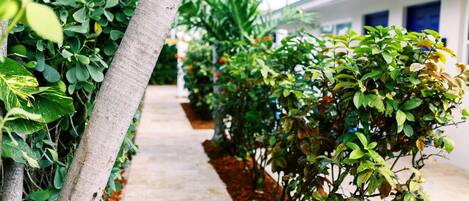 A pathway lined with neatly trimmed bushes and a palm tree, leading to a building with a white exterior and blue windows.