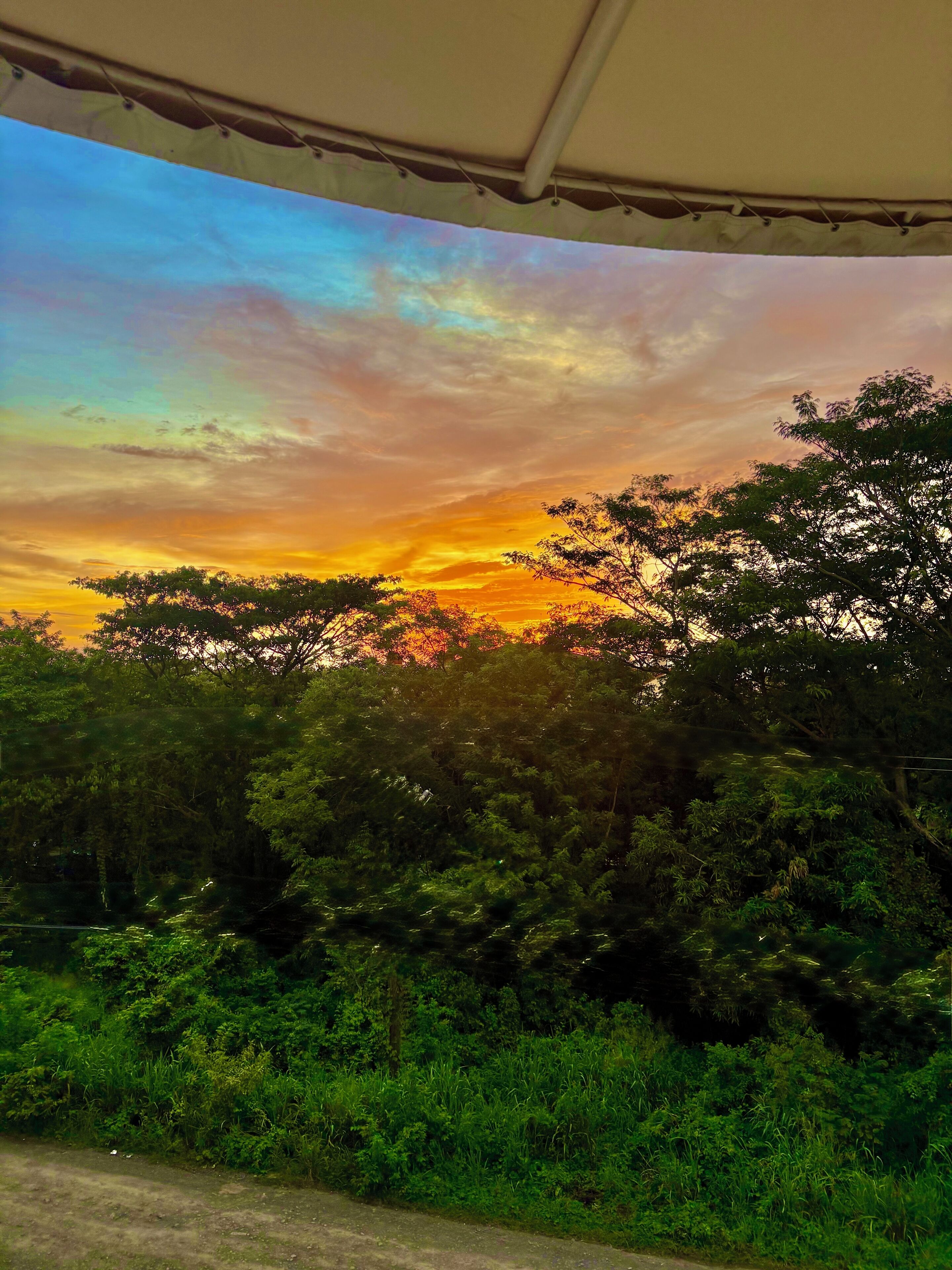 Vista al atardecer a través de un dosel, con vegetación densa en primer plano.
